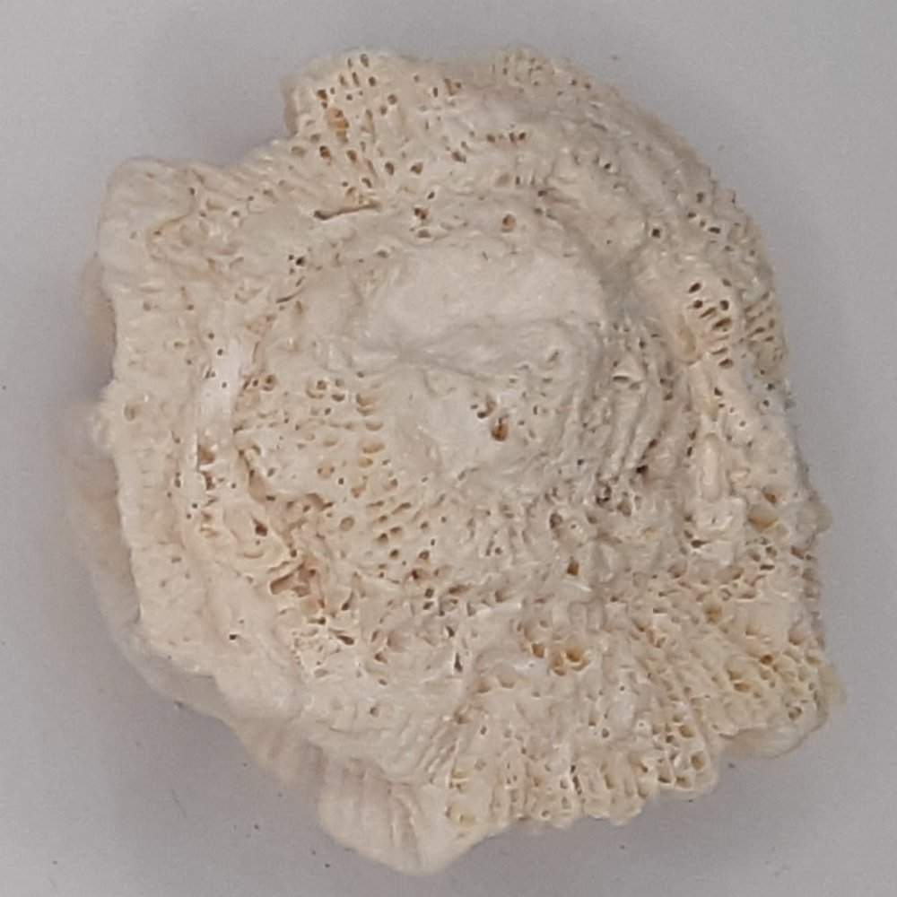 White Rose Coral Manicina Areolata Colonial Species Stony Coral Brain Coral - Picture 2 of 9